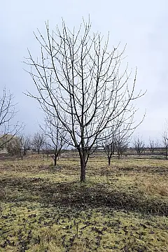 Satılır torpaq sahəsi 125 m² — Quba 125.00 m²