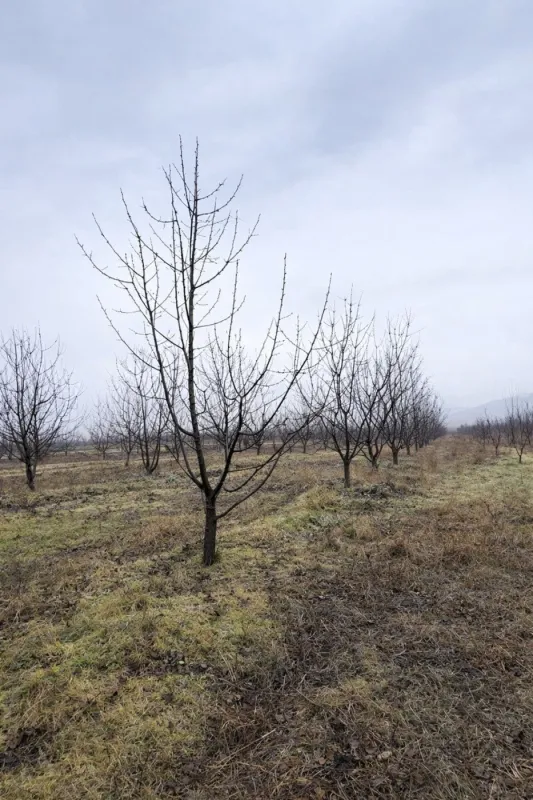 Satılır torpaq sahəsi 125 m²