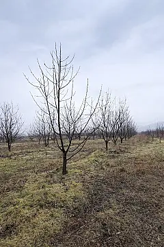 Satılır torpaq sahəsi 125 m²