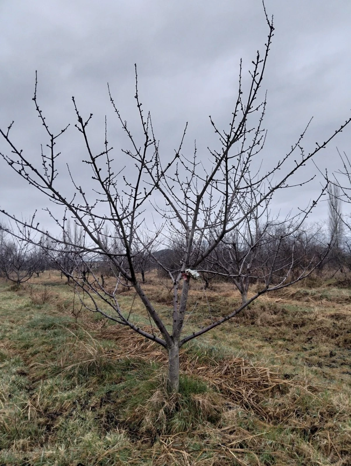 Satılır torpaq sahəsi 45 m²