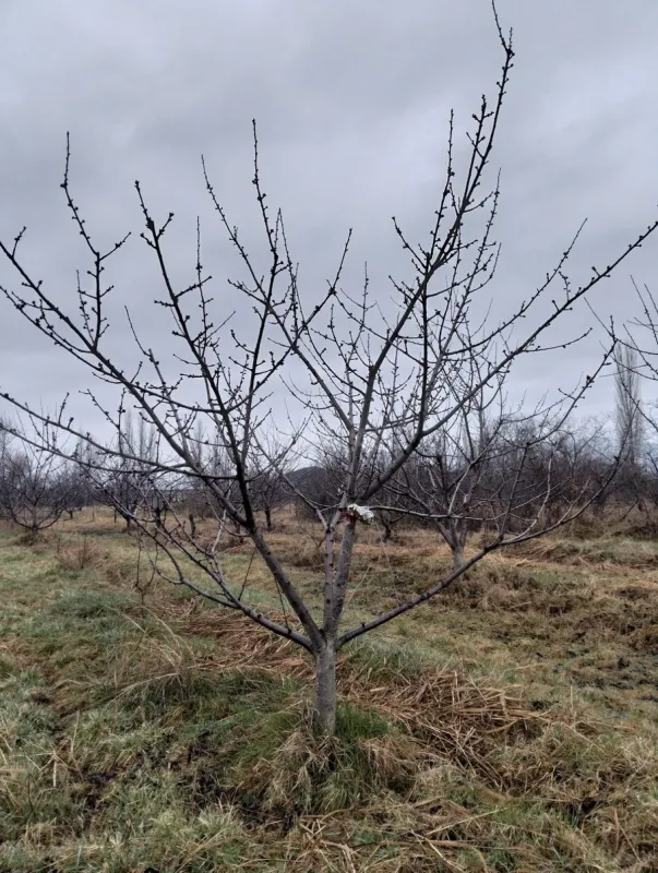 Satılır torpaq sahəsi 45 m²