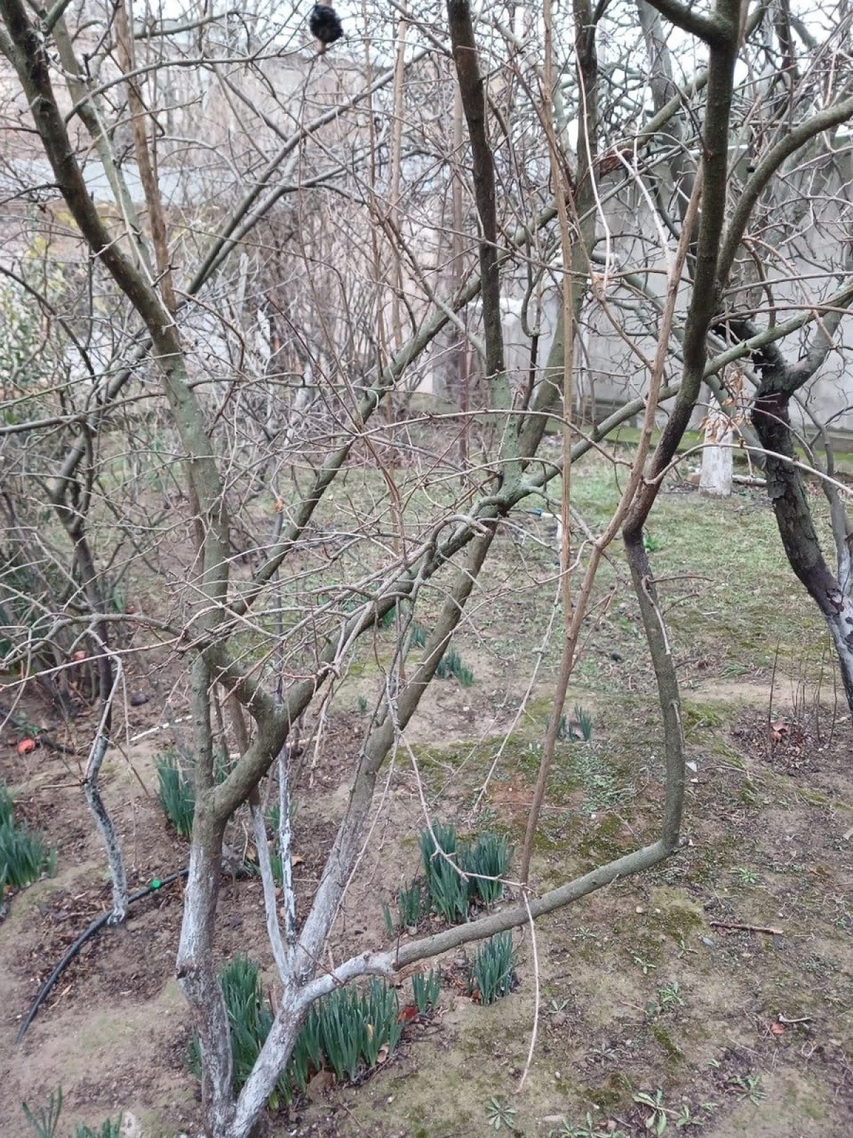 Satılır torpaq sahəsi 8 m²