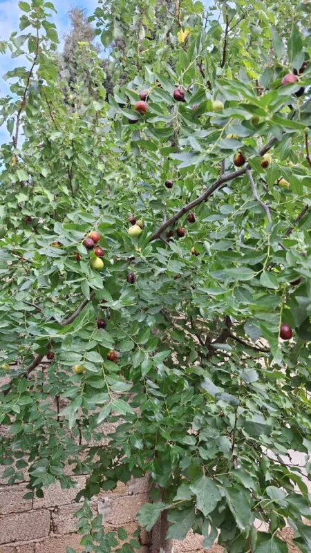 Satılır torpaq sahəsi 5.2 m²