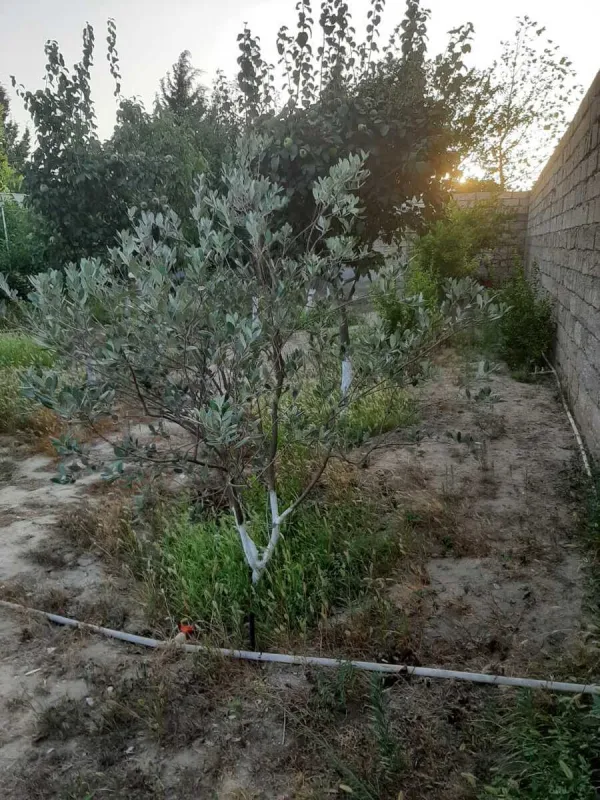 Satılır torpaq sahəsi 5.2 m²