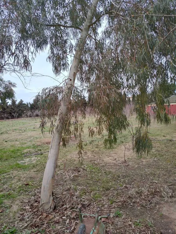 Satılır torpaq sahəsi 33.1 m²