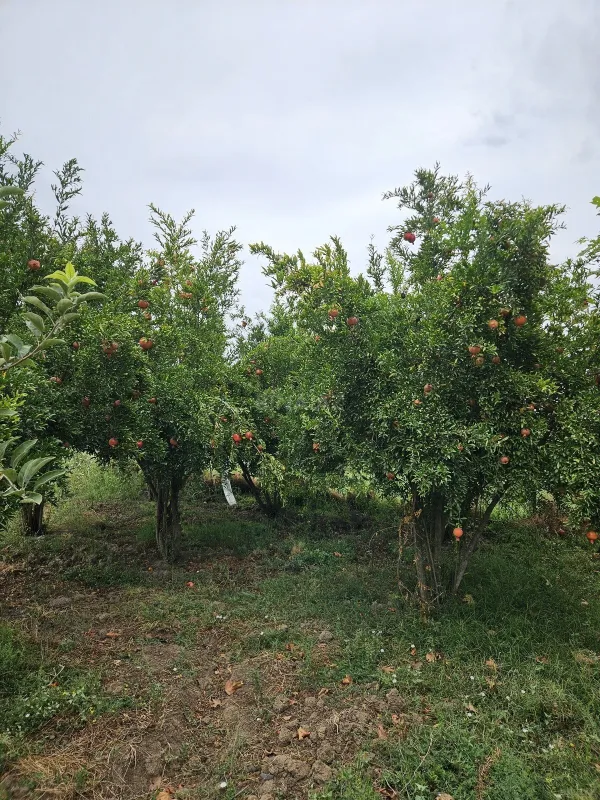 Satılır torpaq sahəsi 3000 m²