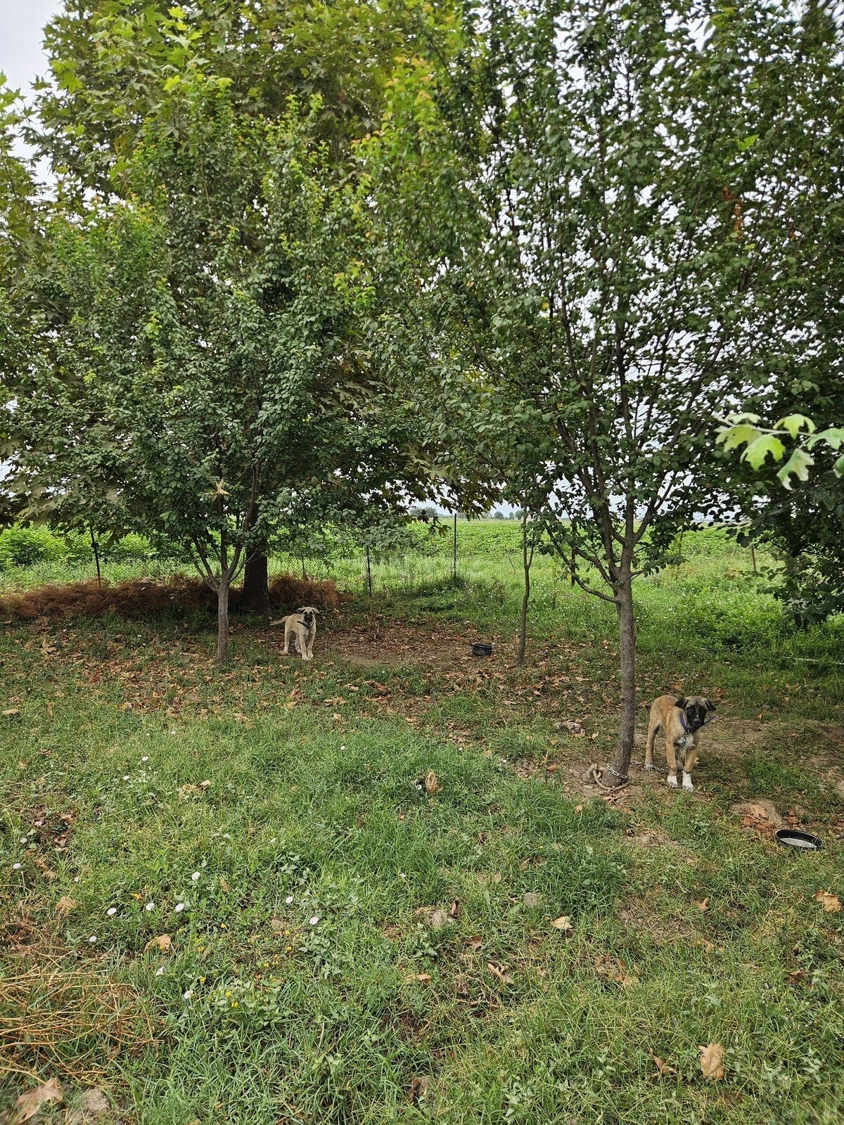 Satılır torpaq sahəsi 3000 m²