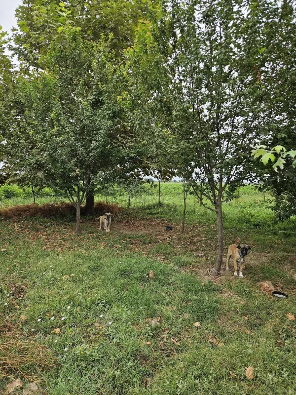 Satılır torpaq sahəsi 3000 m²