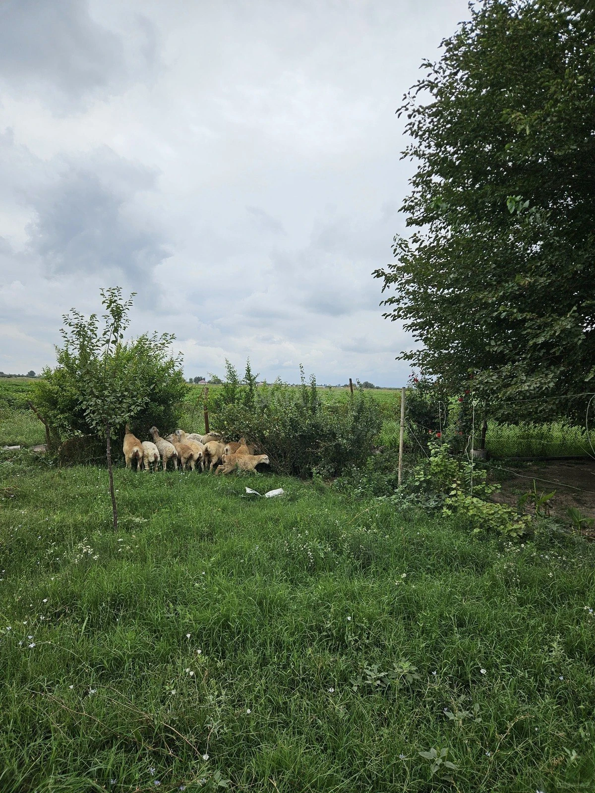 Satılır torpaq sahəsi 3000 m²