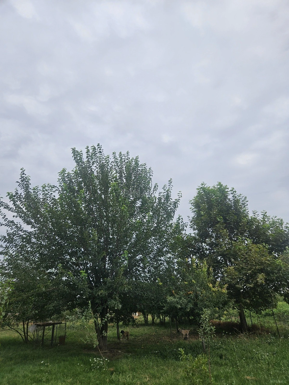 Satılır torpaq sahəsi 3000 m²