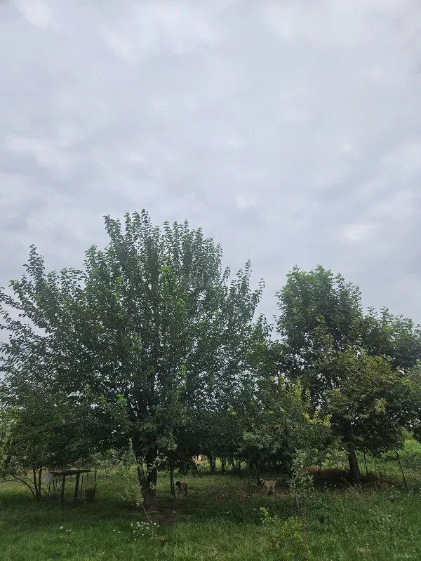 Satılır torpaq sahəsi 3000 m²