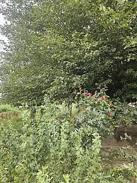 Satılır torpaq sahəsi 3000 m²