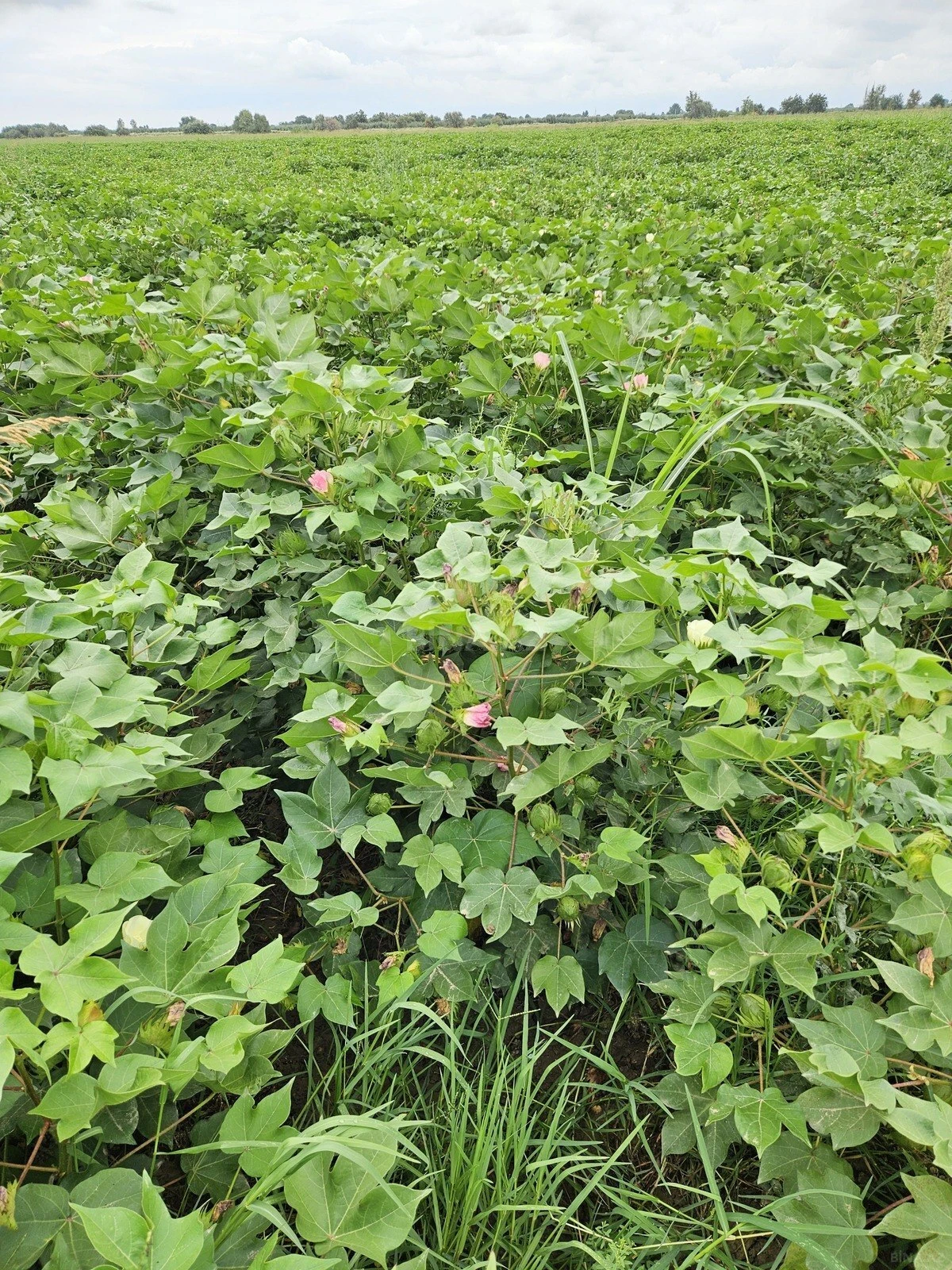 Satılır torpaq sahəsi 3000 m²