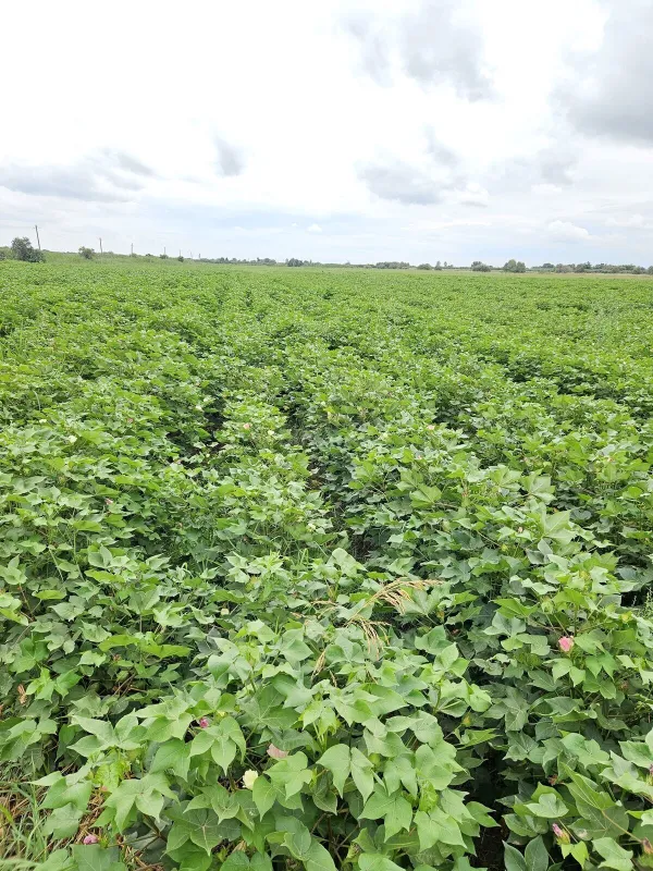 Satılır torpaq sahəsi 3000 m²