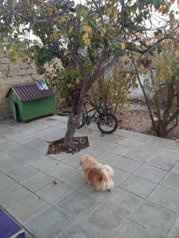 Satılır 2 otaqlı həyət evi 80 m²