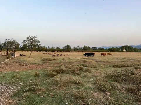 Satılır torpaq sahəsi 400 m² — Lənkəran 400.00 m²