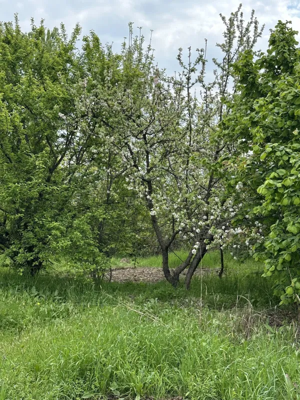 Satılır torpaq sahəsi 31 m²