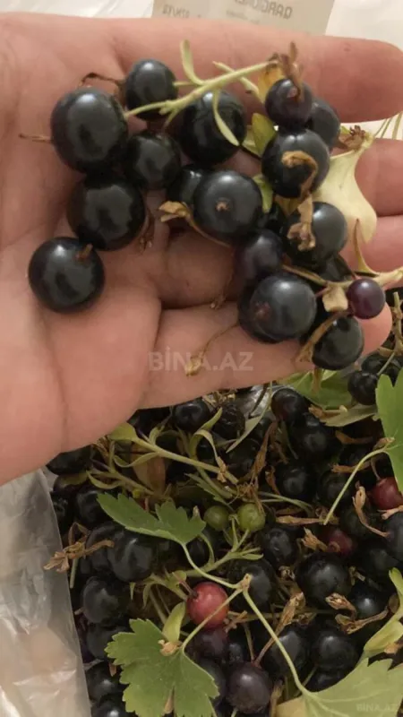 Satılır 4 otaqlı həyət evi 162 m²