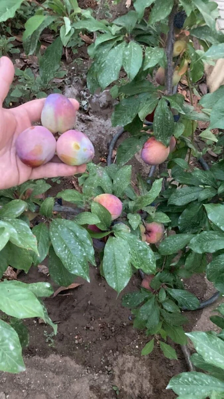 Satılır 4 otaqlı həyət evi 162 m²