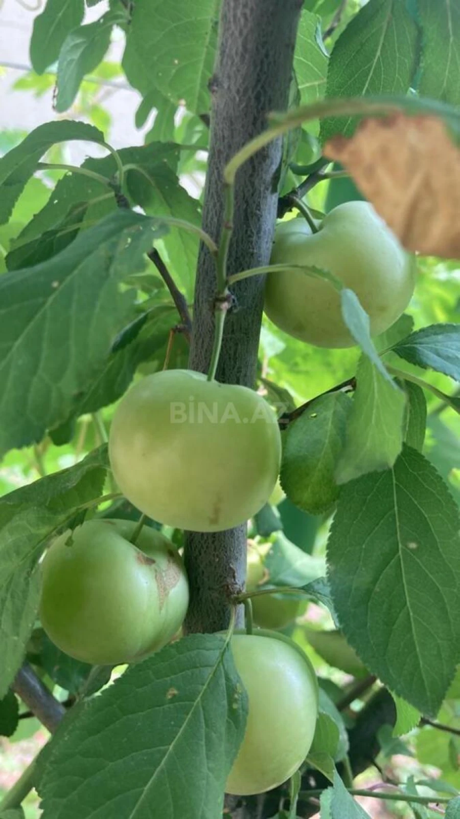 Satılır 4 otaqlı həyət evi 162 m²