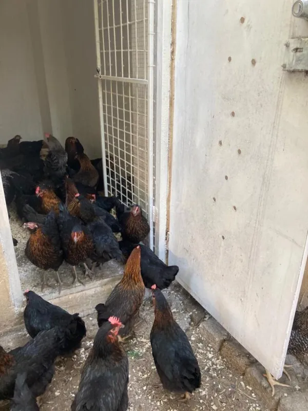 Satılır 4 otaqlı həyət evi 162 m²