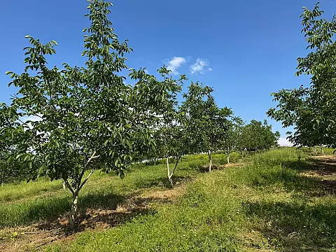 Satılır torpaq sahəsi 2 m²