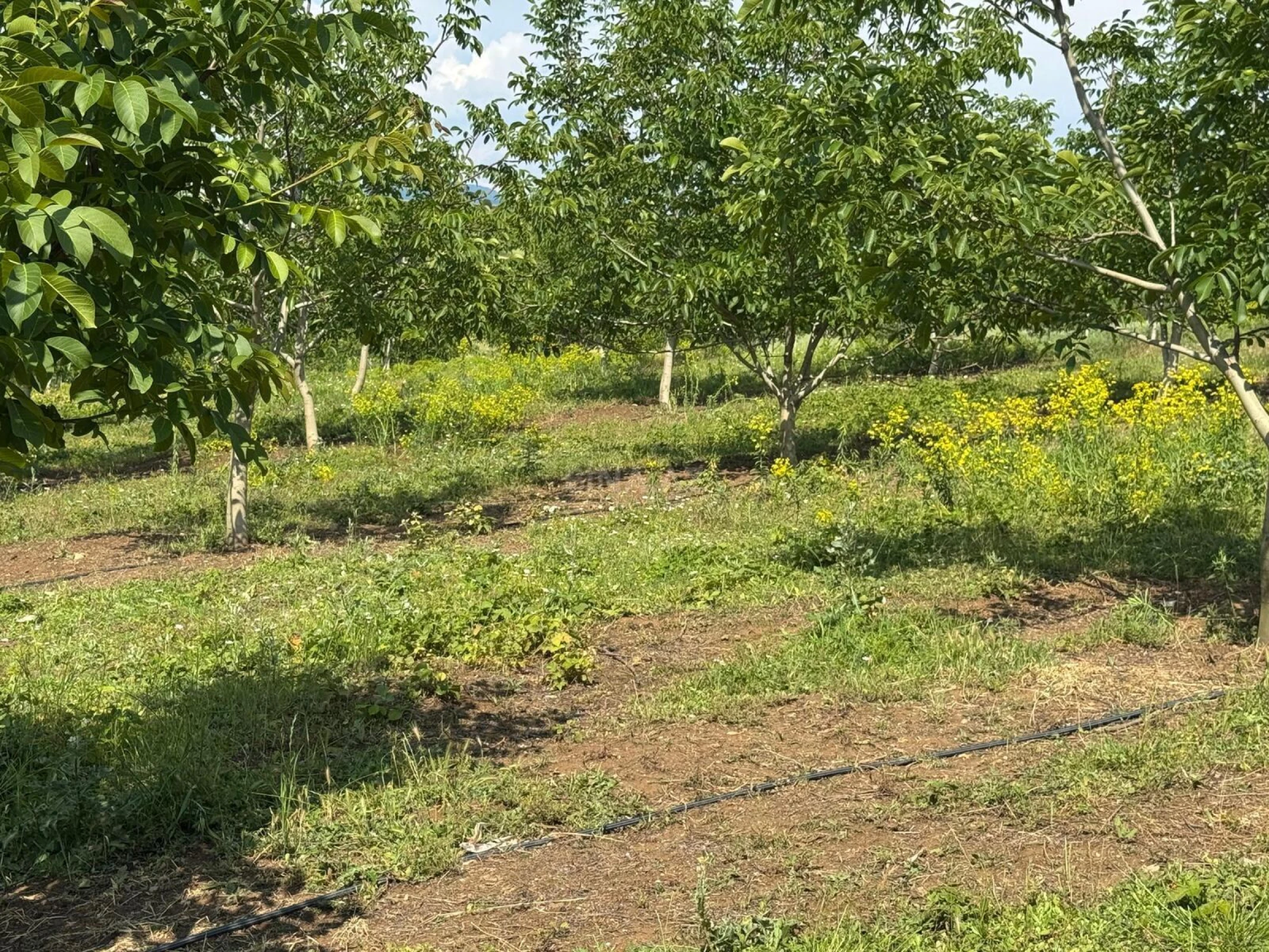 Satılır torpaq sahəsi 2 m²