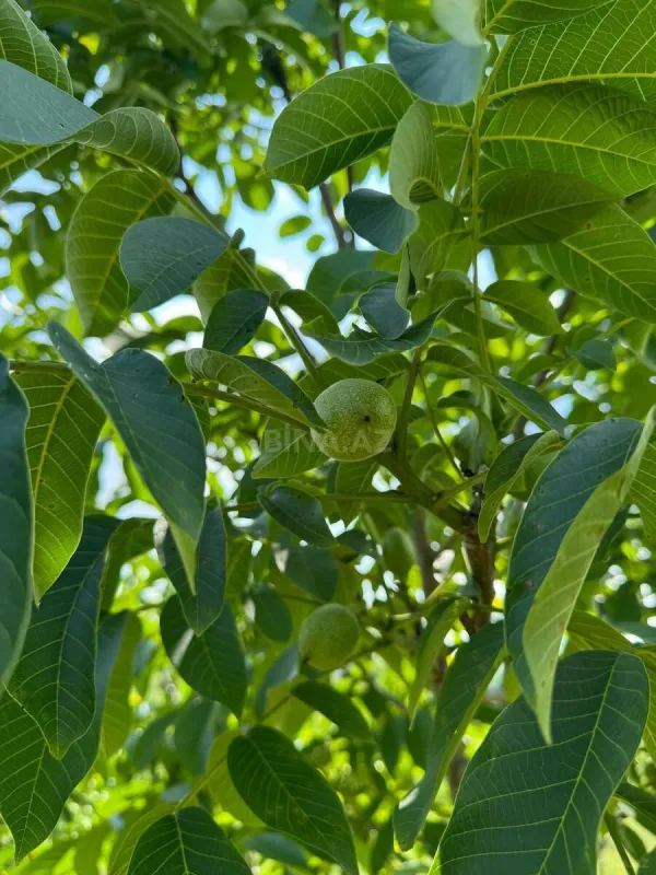 Satılır torpaq sahəsi 2 m²