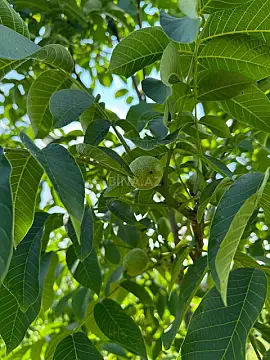 Satılır torpaq sahəsi 2 m²