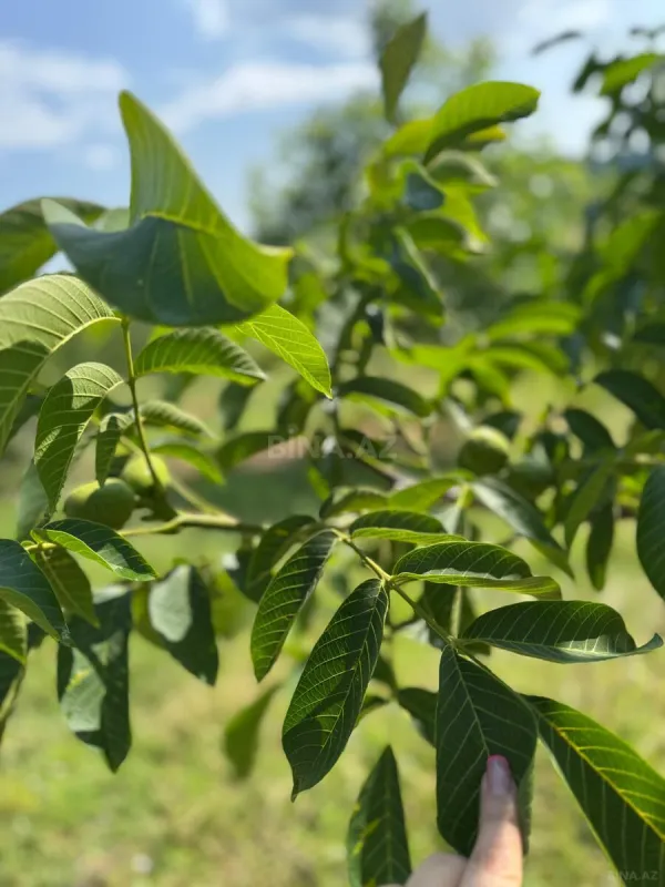 Satılır torpaq sahəsi 2 m²