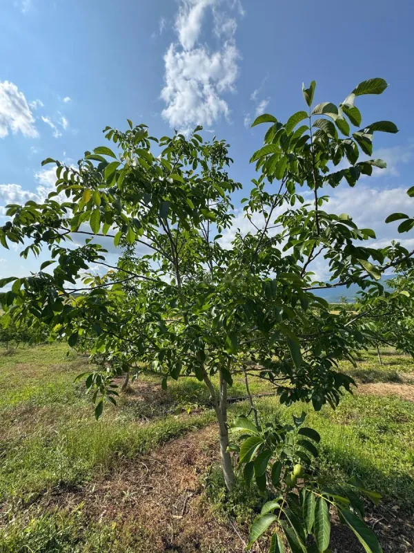 Satılır torpaq sahəsi 2 m²