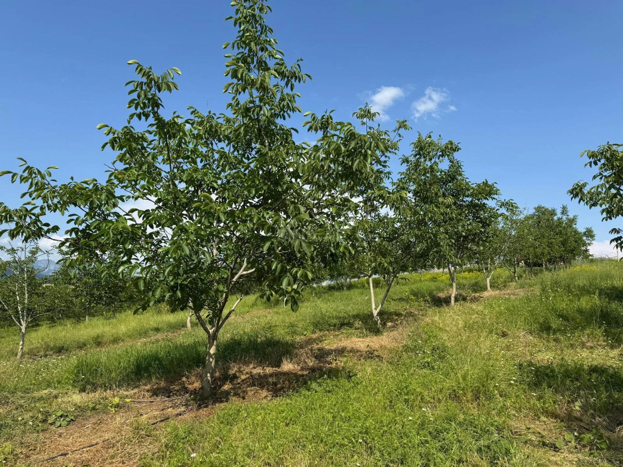 Satılır torpaq sahəsi 2 m²