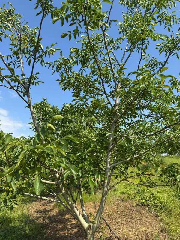 Satılır torpaq sahəsi 2 m²