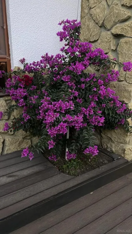 Satılır 6 otaqlı həyət evi 250 m²