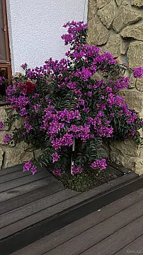 Satılır 6 otaqlı həyət evi 250 m²