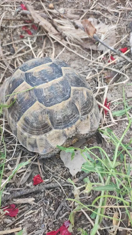 Satılır 4 otaqlı həyət evi 190 m²