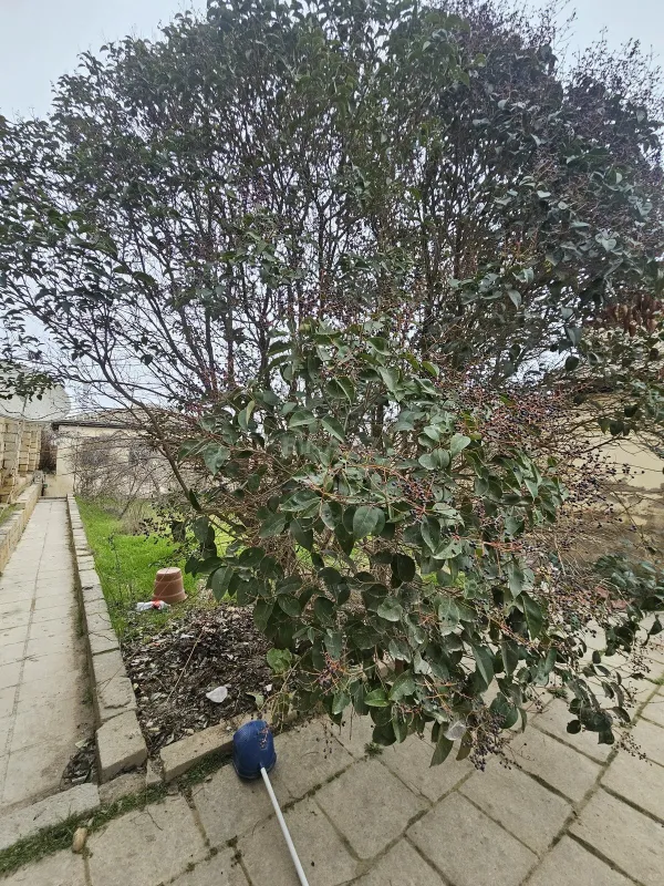 Satılır torpaq sahəsi 6 m²