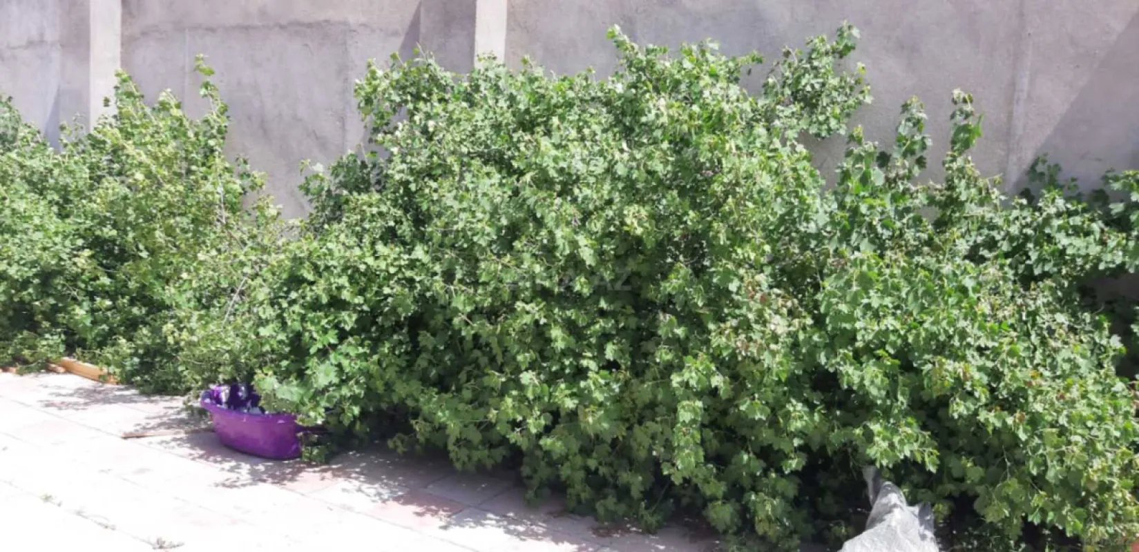 Kirayə verilir 3 otaqlı həyət evi 100 m²