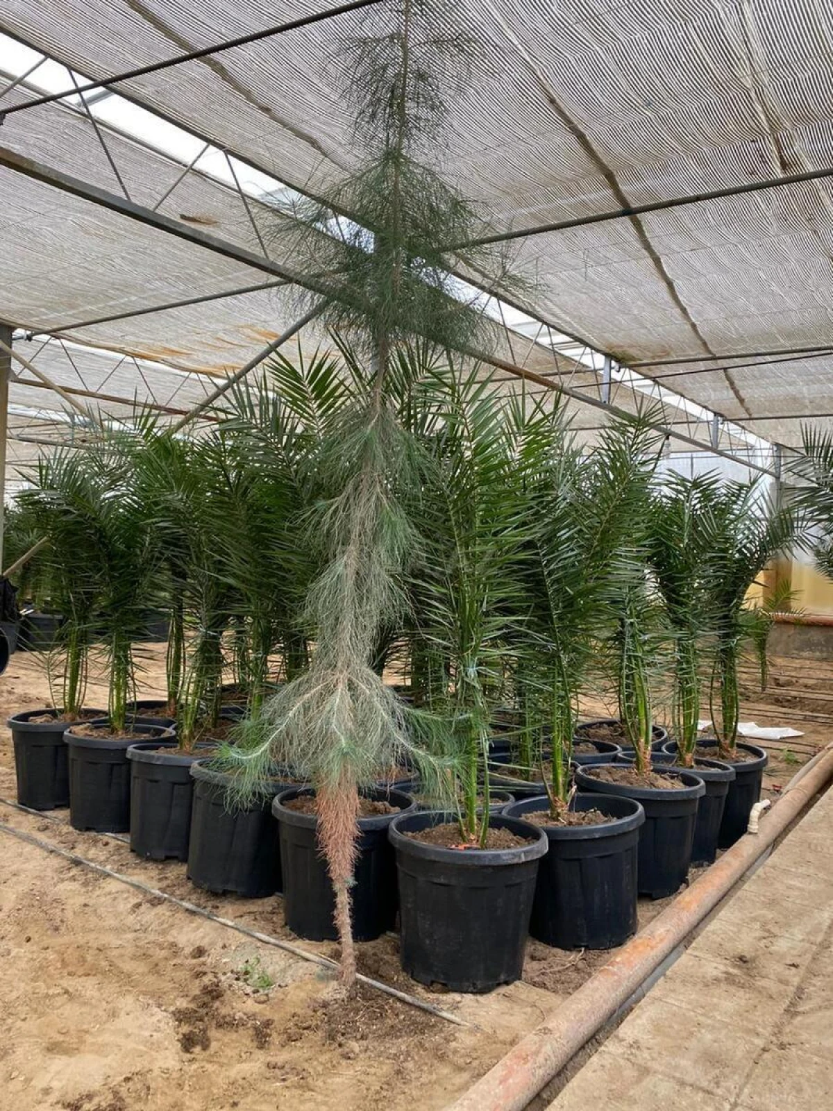 Satılır obyekt 1500 m²