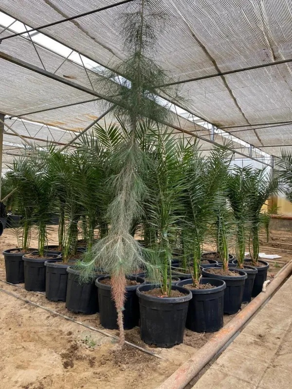 Satılır obyekt 1500 m²