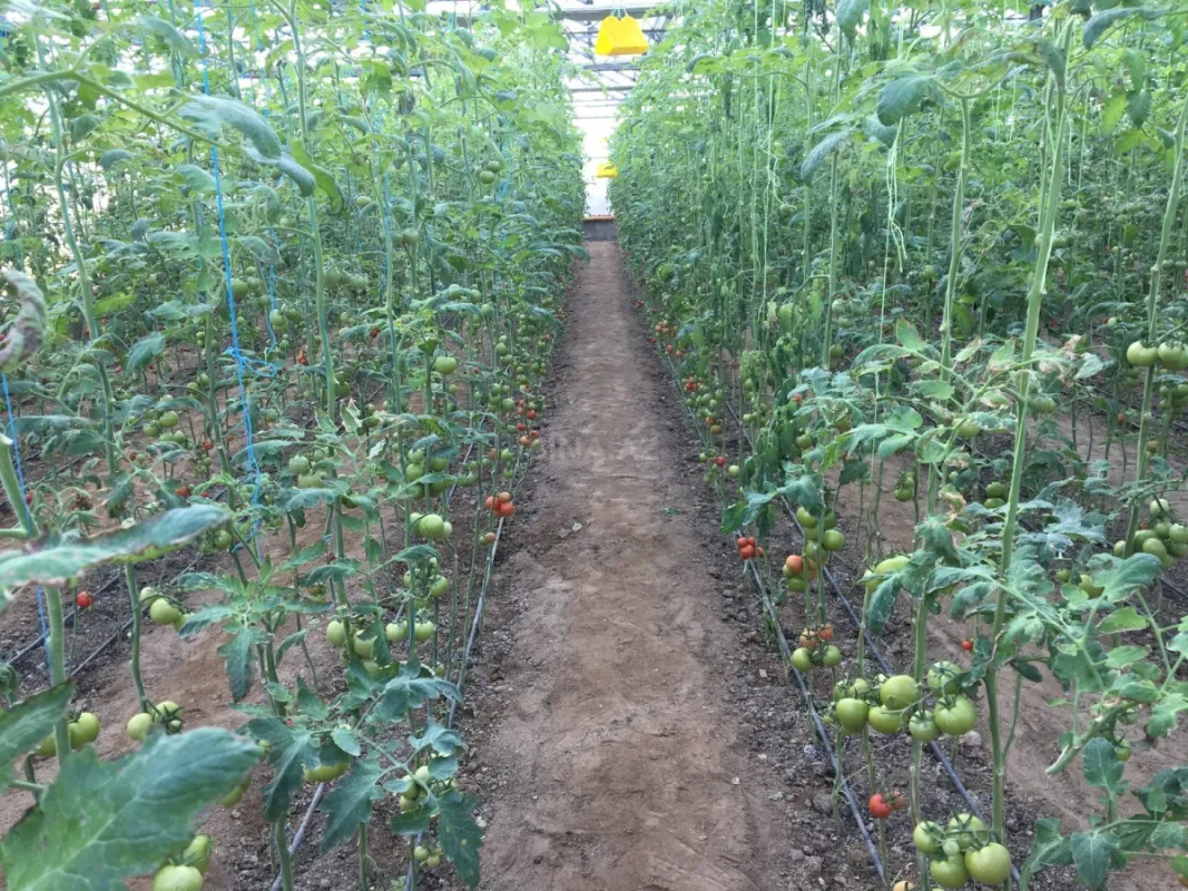 Satılır obyekt 1500 m²