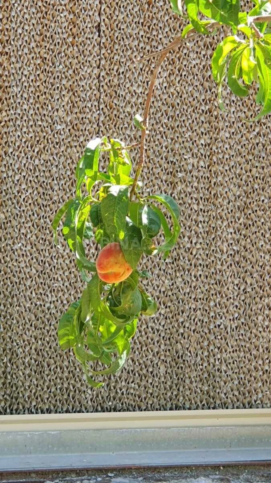 Satılır obyekt 1500 m²