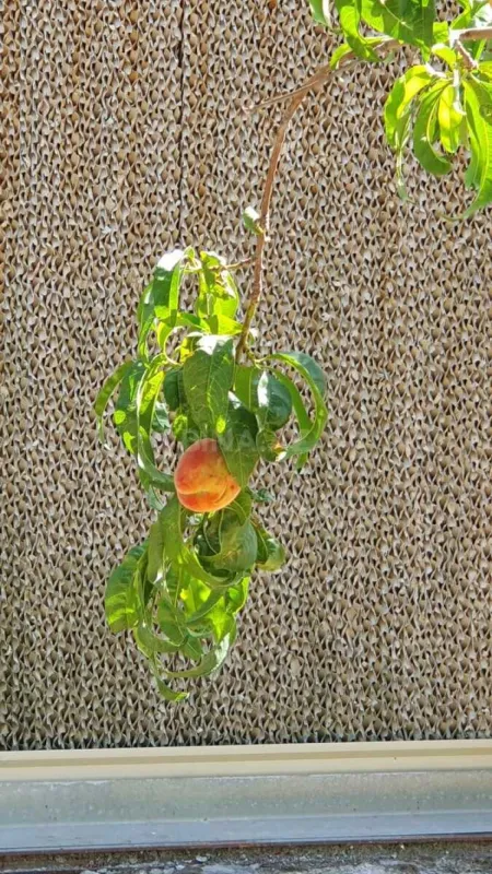 Satılır obyekt 1500 m²