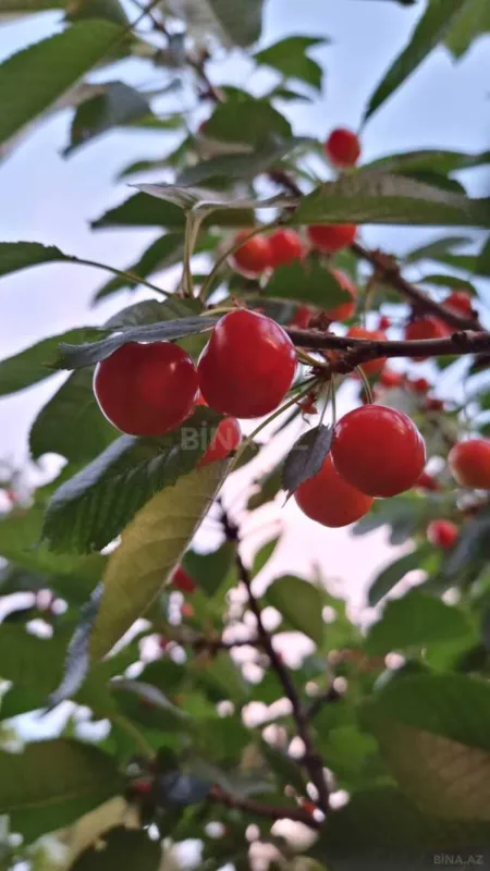 Satılır 10 otaqlı həyət evi 408 m²