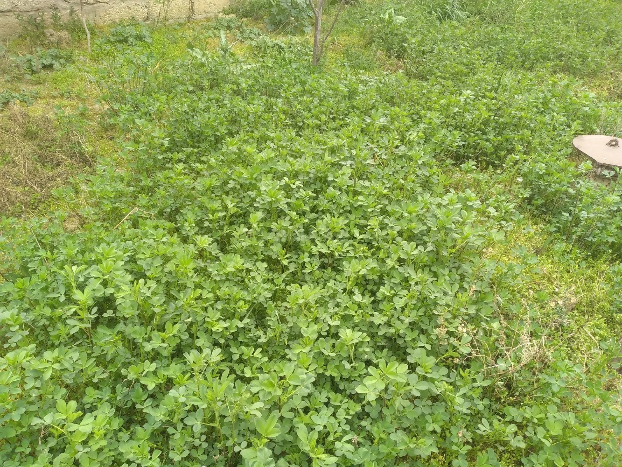 Satılır 3 otaqlı həyət evi 60 m²