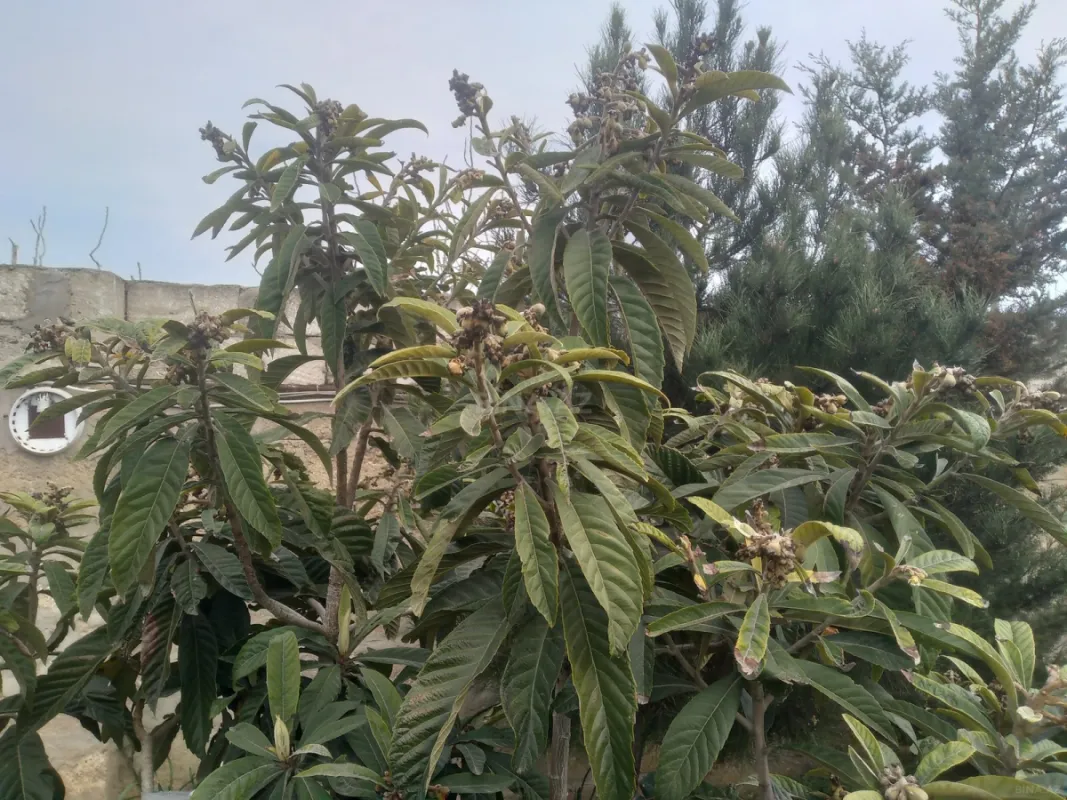 Satılır 3 otaqlı həyət evi 60 m²