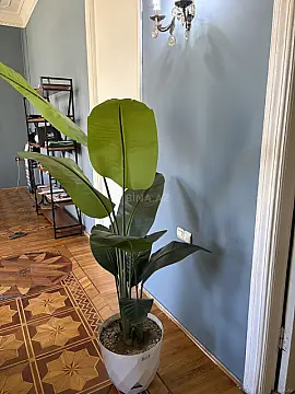 Kirayə verilir 1 otaqlı ofis 50 m²