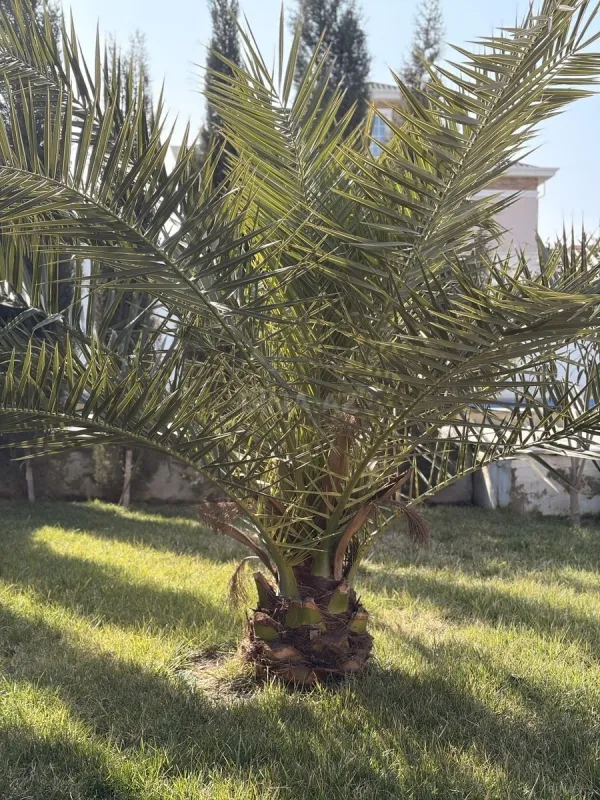 Kirayə verilir 4 otaqlı həyət evi 120 m²