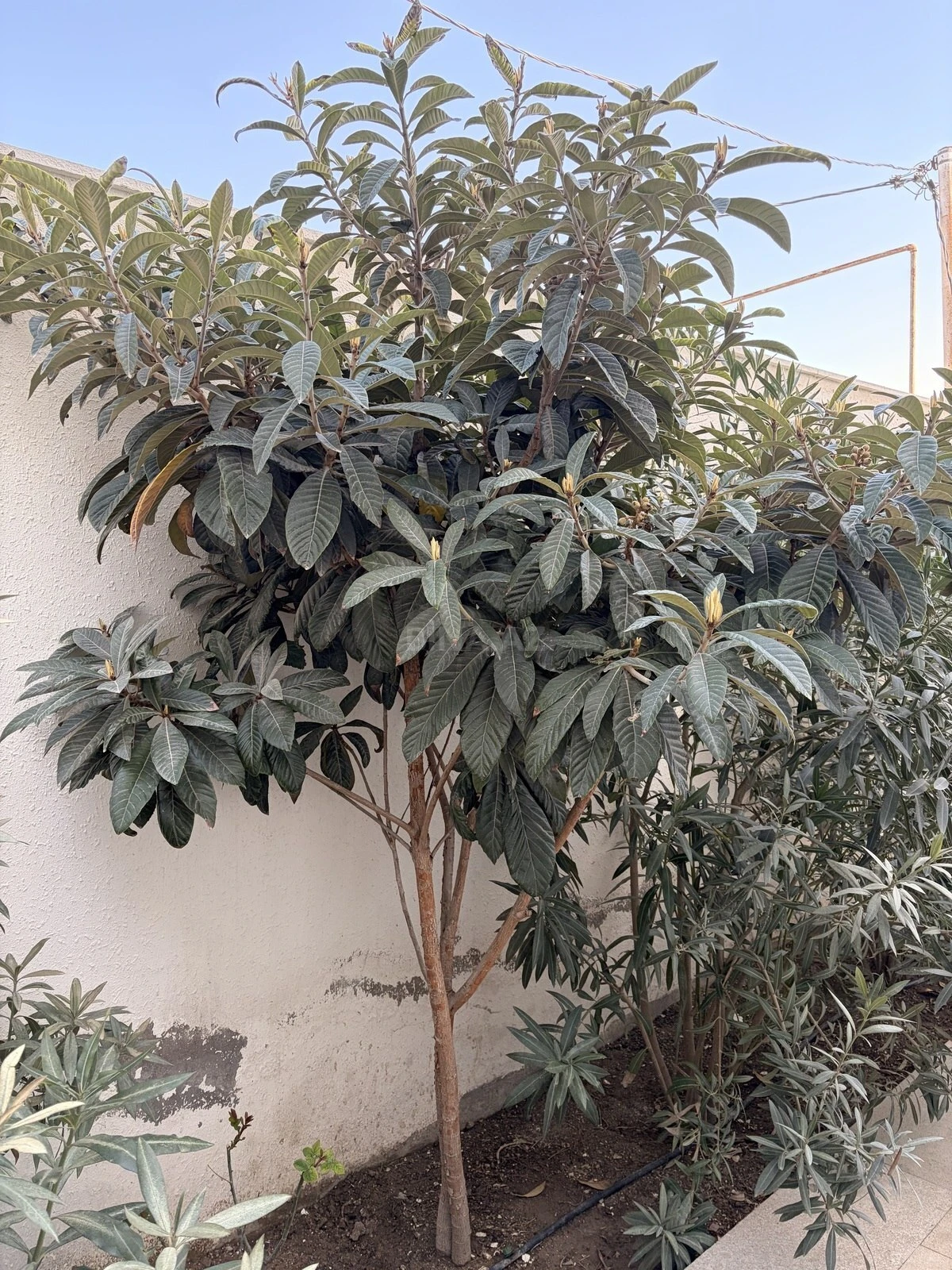 Kirayə verilir 4 otaqlı həyət evi 120 m²