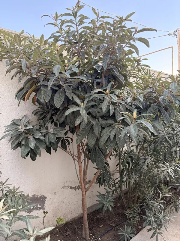 Kirayə verilir 4 otaqlı həyət evi 120 m²